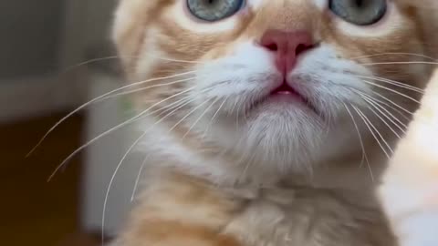 Cute kitten plays with camera