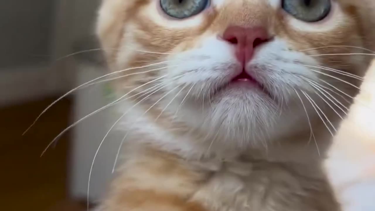 Cute kitten plays with camera