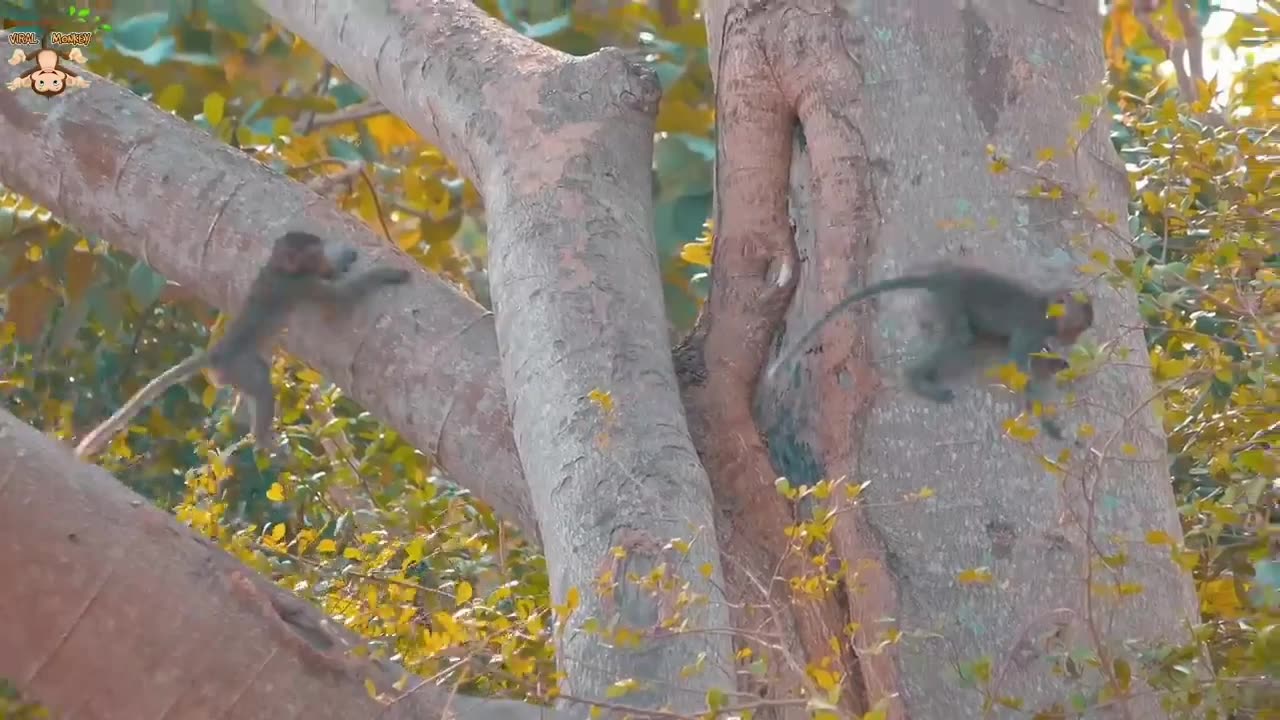 Funny animals