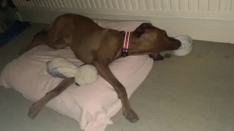 Lazy Vizsla