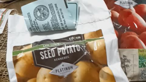 Seed potato's and Onion starts