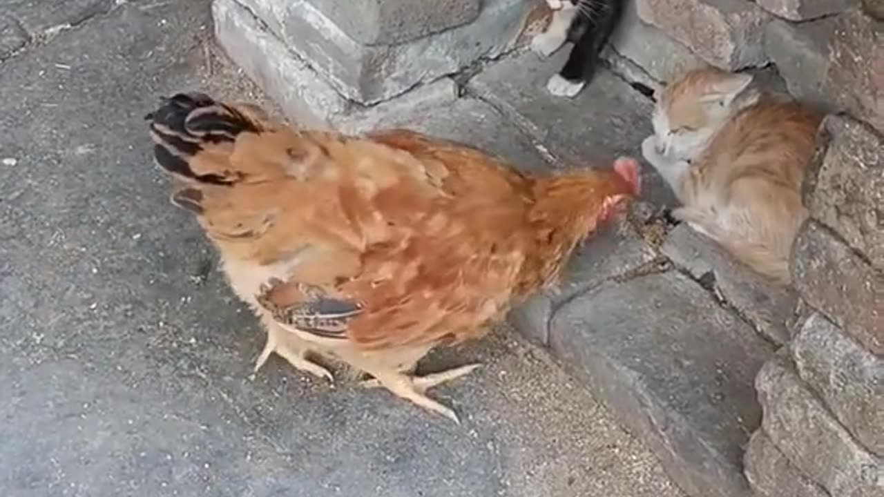 Cat and hen funny fight