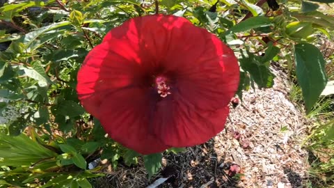 Hibiscus