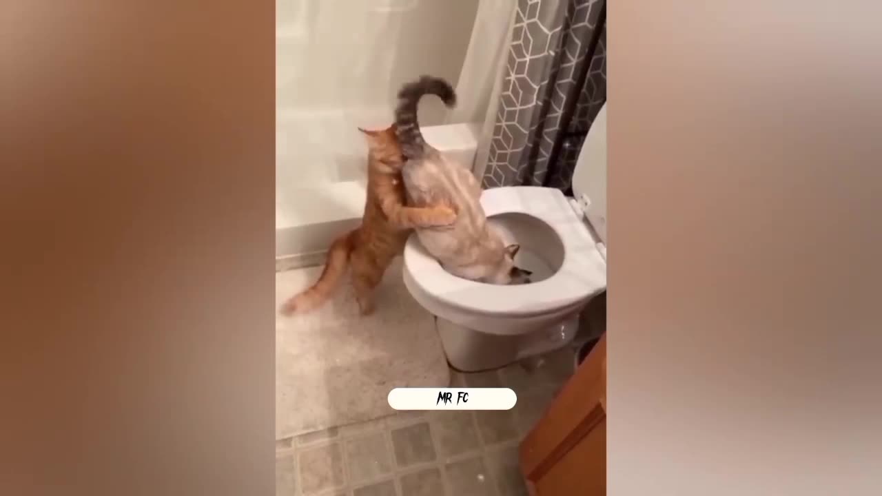 Cat funny clip🤣😂