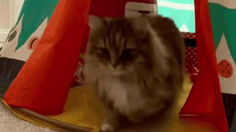 Cute Cat Gif