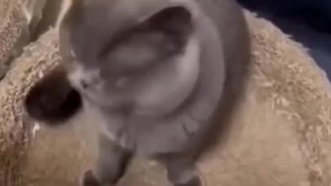 Angry cat