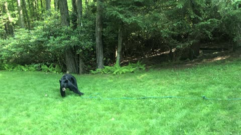 Friendly Bear Becomes a Gardener