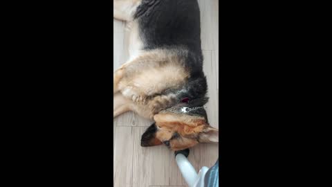 Taco wakes up to get her pineapple