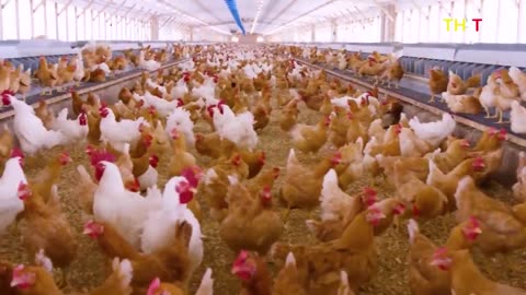 How Poultry Farm Make Million Eggs And Meat - Amazing Modern Chickens Farm And Meat Processing Line