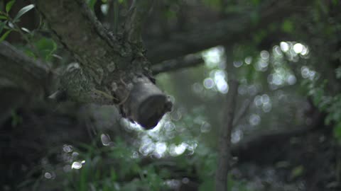 forest 8 raw pull focus