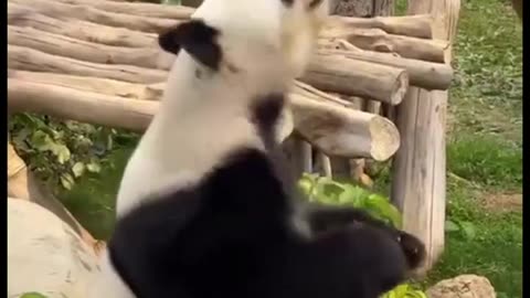 Funny Cats and Dogs😹🐶Delinquent pug #funny #funnyanimals #pets #shorts #funnycats #funnycatvids