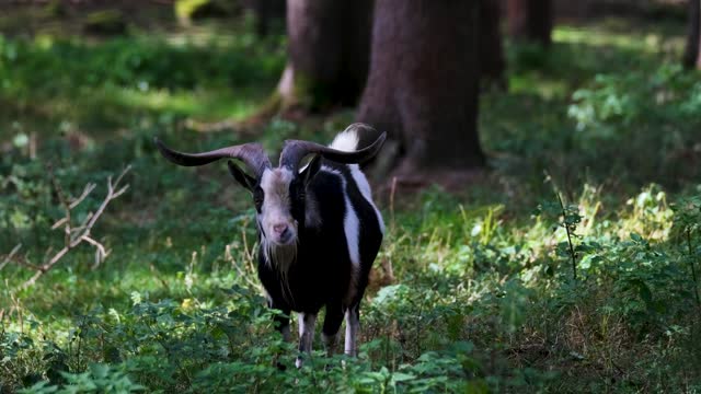 So cute and beautiful goat