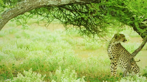 African Wildlife in 8K - Discover Botswana Wild