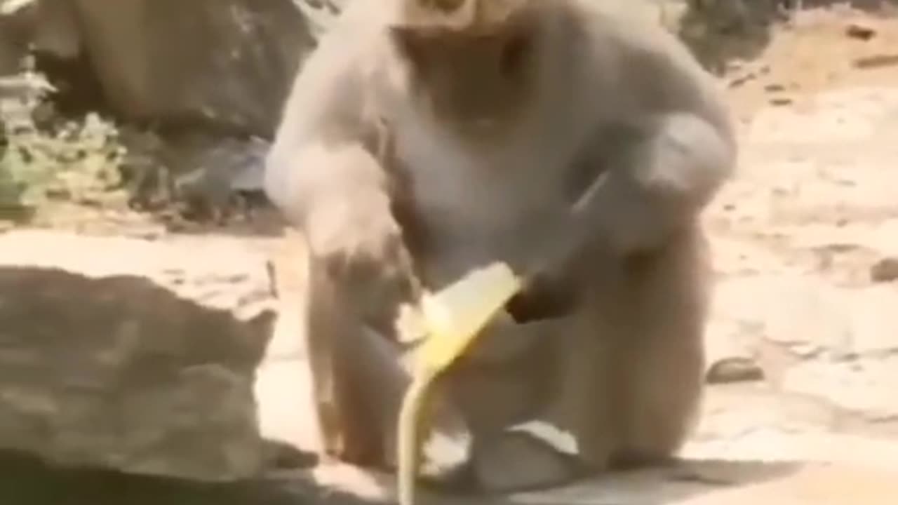 Animal Funny video 😂🤣🤣