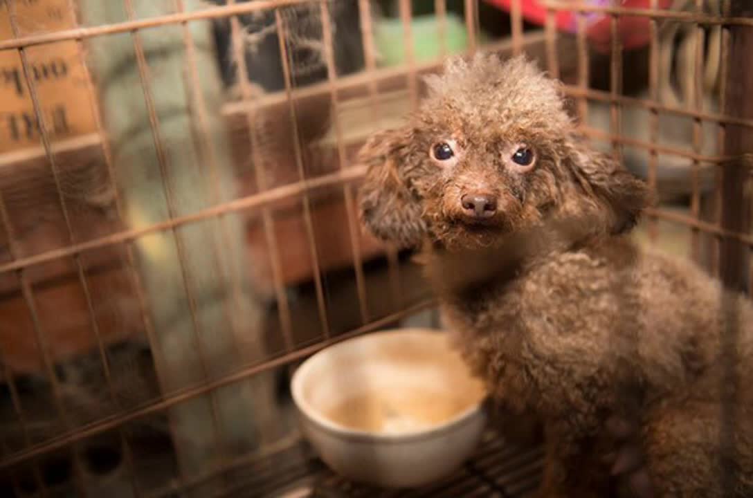 The poor guy spent his whole life in a dark cage // Animal rescue // Dog // Good deeds