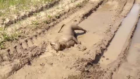 Try not to laugh with these animals 3!