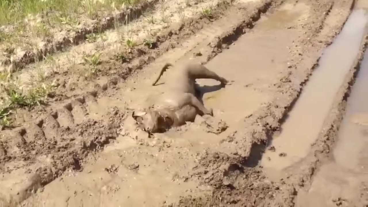 Try not to laugh with these animals 3!