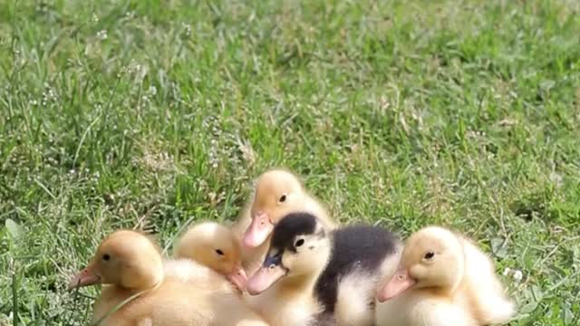 The ducklings sit comfortably and talk to each other