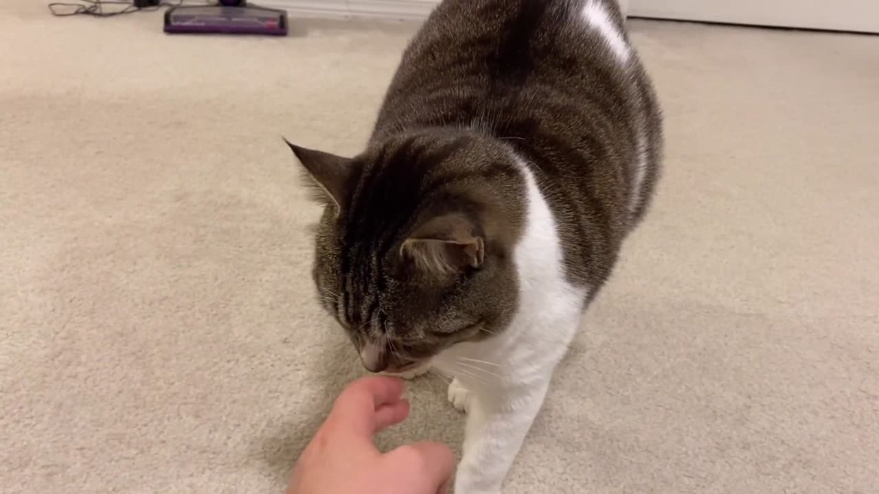 cat loaf yawns then stretch