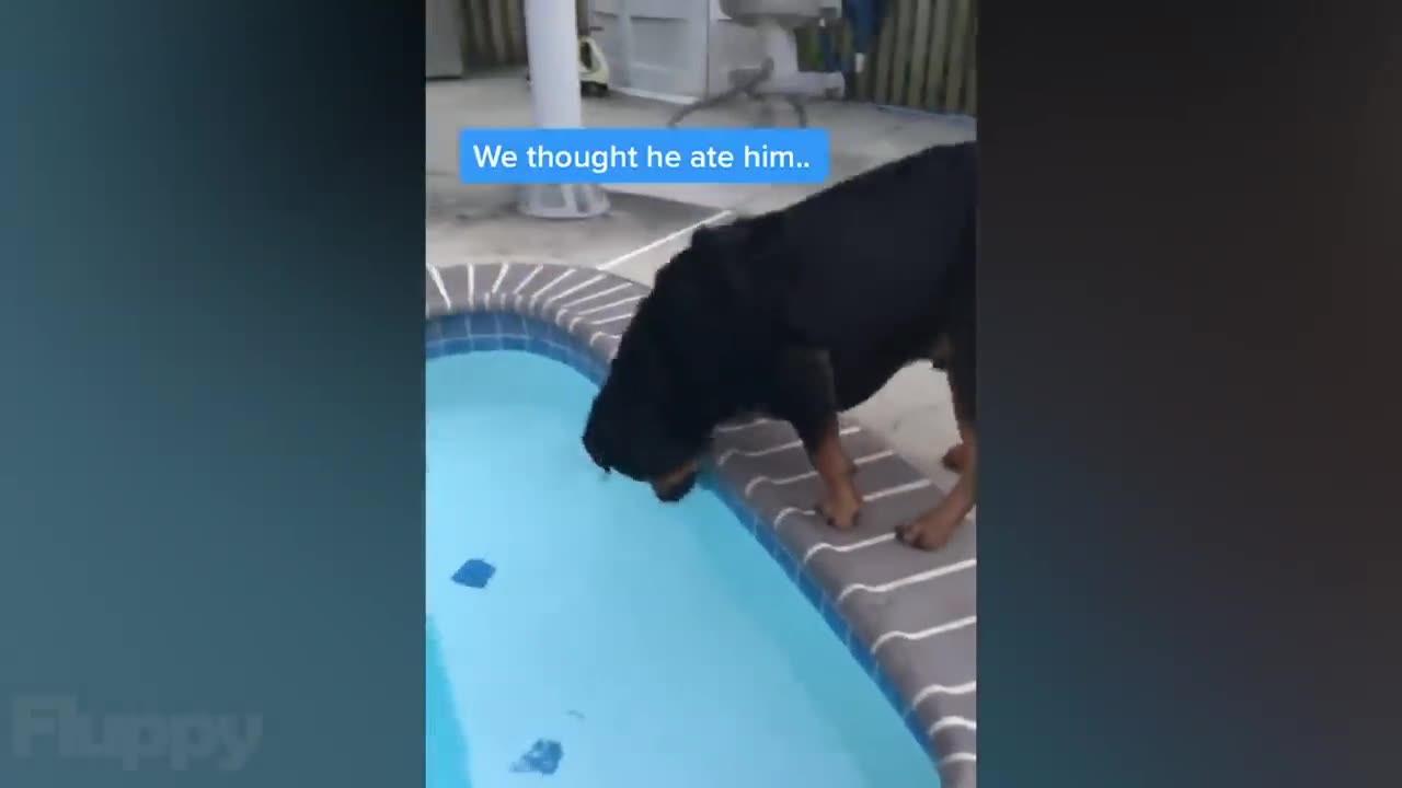 Funny dogs videos you will ever see on the internet