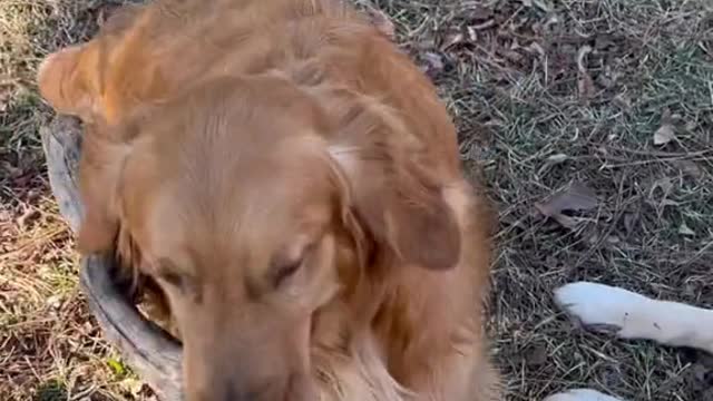 We just adopted a new dog (buddy) and he thinks he can take Sam’s stick