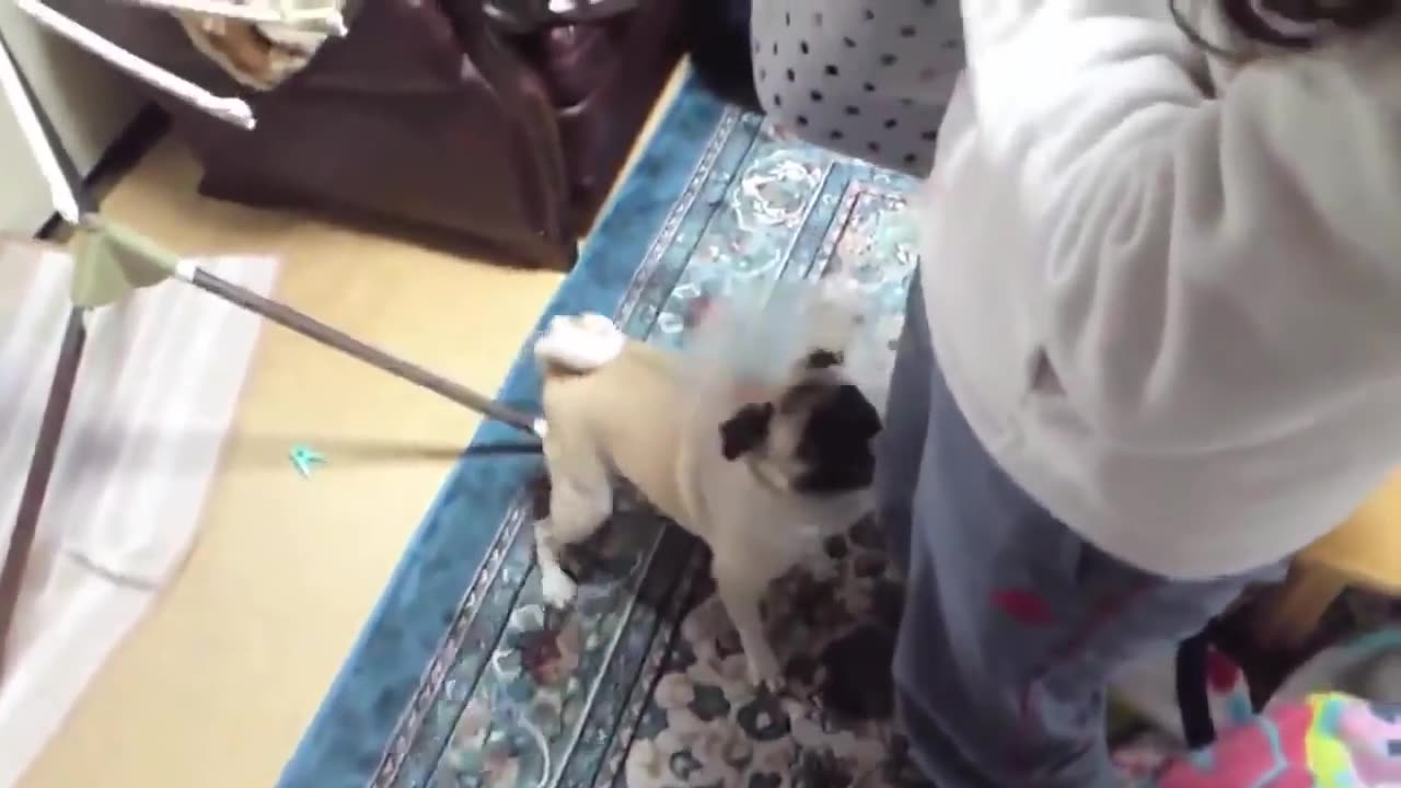 TOP 10 dogs barking videos compilation 2023 ♥️ funny dogs 🐕