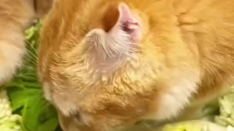 Cat eating grass