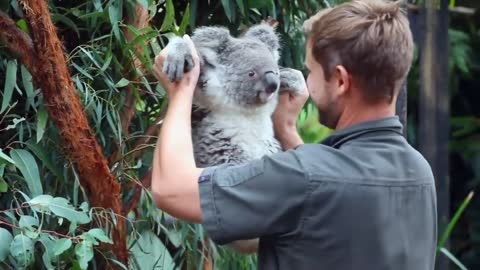 Australia, il primo koala nato nel parco naturale dopo gli incendi_ ecco _Cenere_ (1)