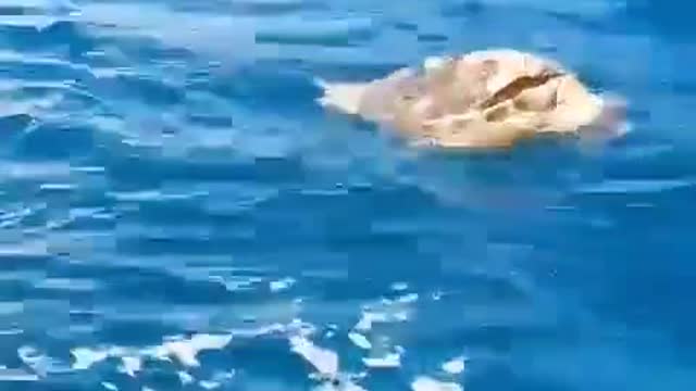 Another day, another dead turtle found on Terengganu waters
