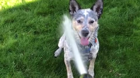 Dog enjoying a bath gracefully😅🤣😂😂🤣😅