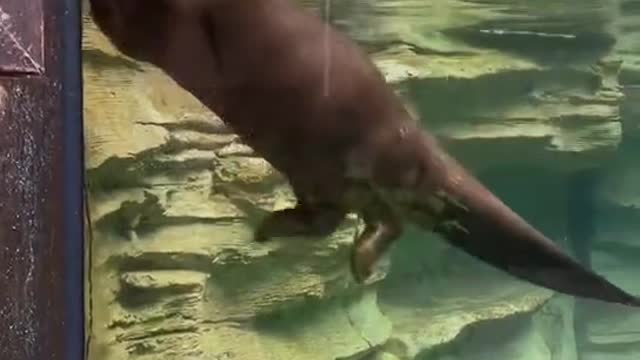 Cute otters playing in the water.