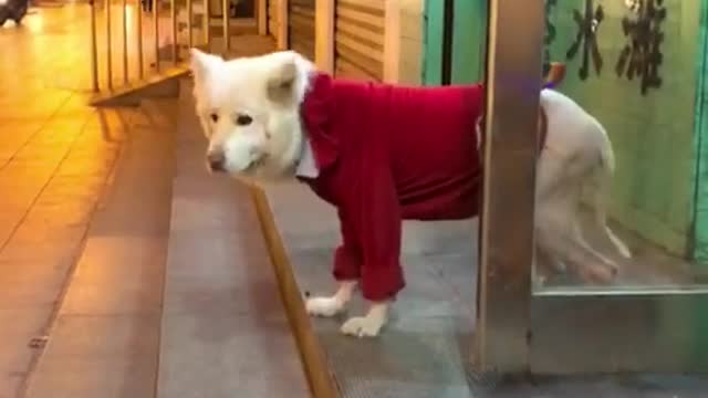 Dancing dogs.