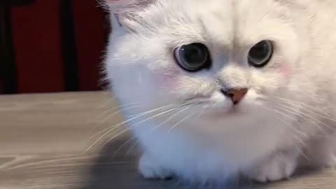 Cute kittens