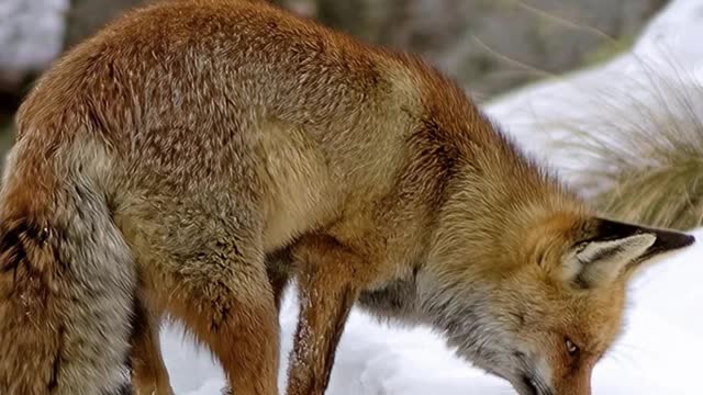 BeautifulIcelandArcticFox#shorts#beautiful#video#trending#viral#youtubeshorts#fox