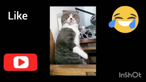 Cute and funny animals compilarion ☆ best funny video ☆ funny fail animals