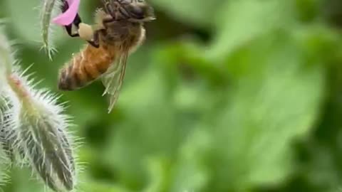 Borage & Bees