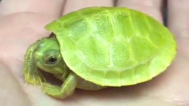 Very rare green turtle