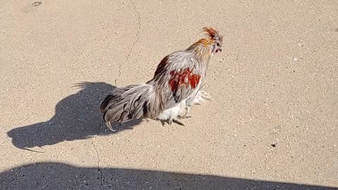 Punk, the Chicken