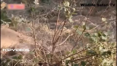 Leopard Vs Giant Python Fight