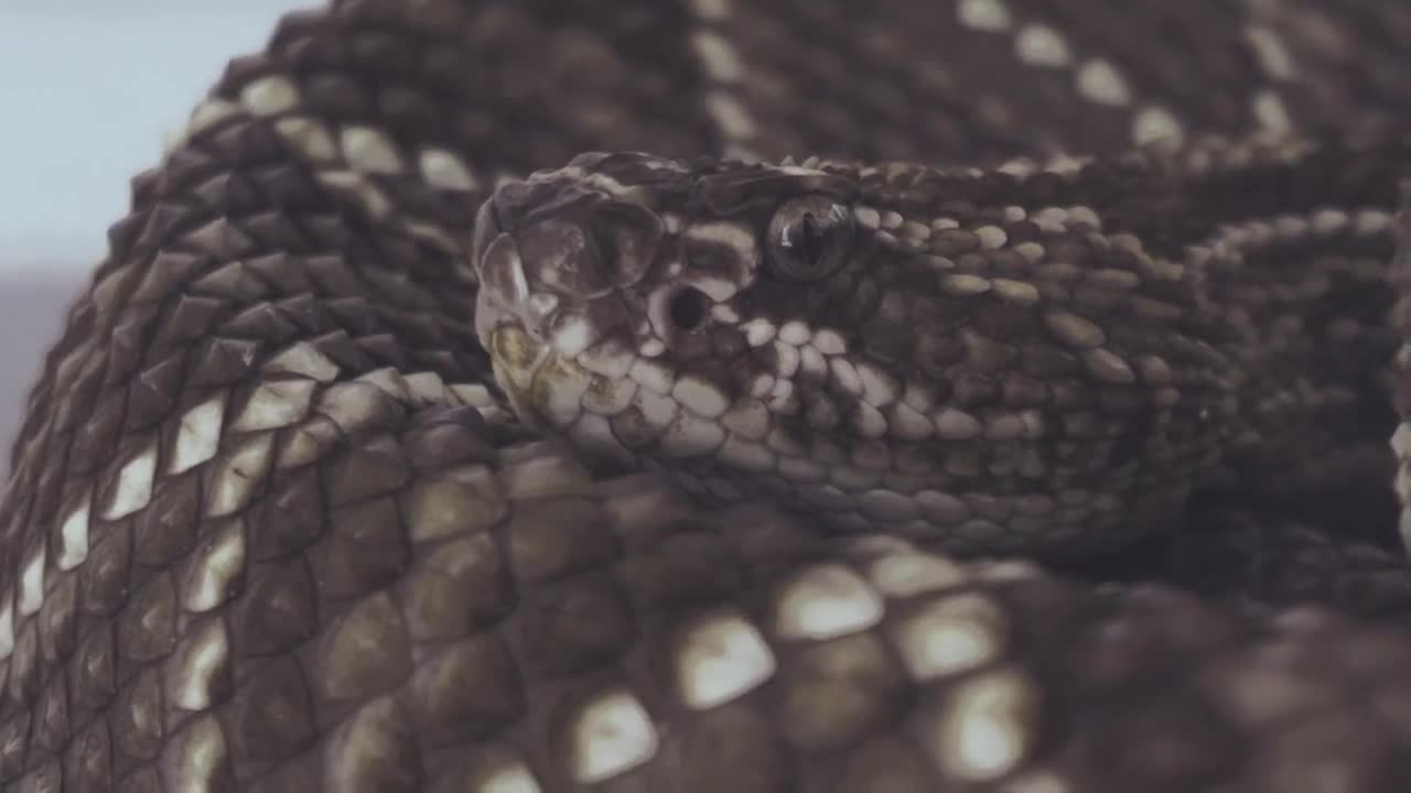 most dangers black cobras in a forest video