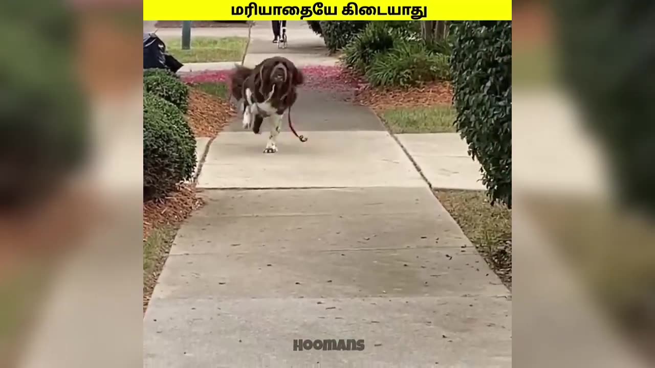 மாப்ளனு கூட பாக்கலயே ⧸ funny animal videos⧸love me papa