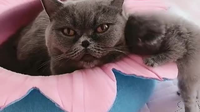 OMG So Cute Cats ♥ Best Funny Cat ❤️🐈Videos 2021 #shorts