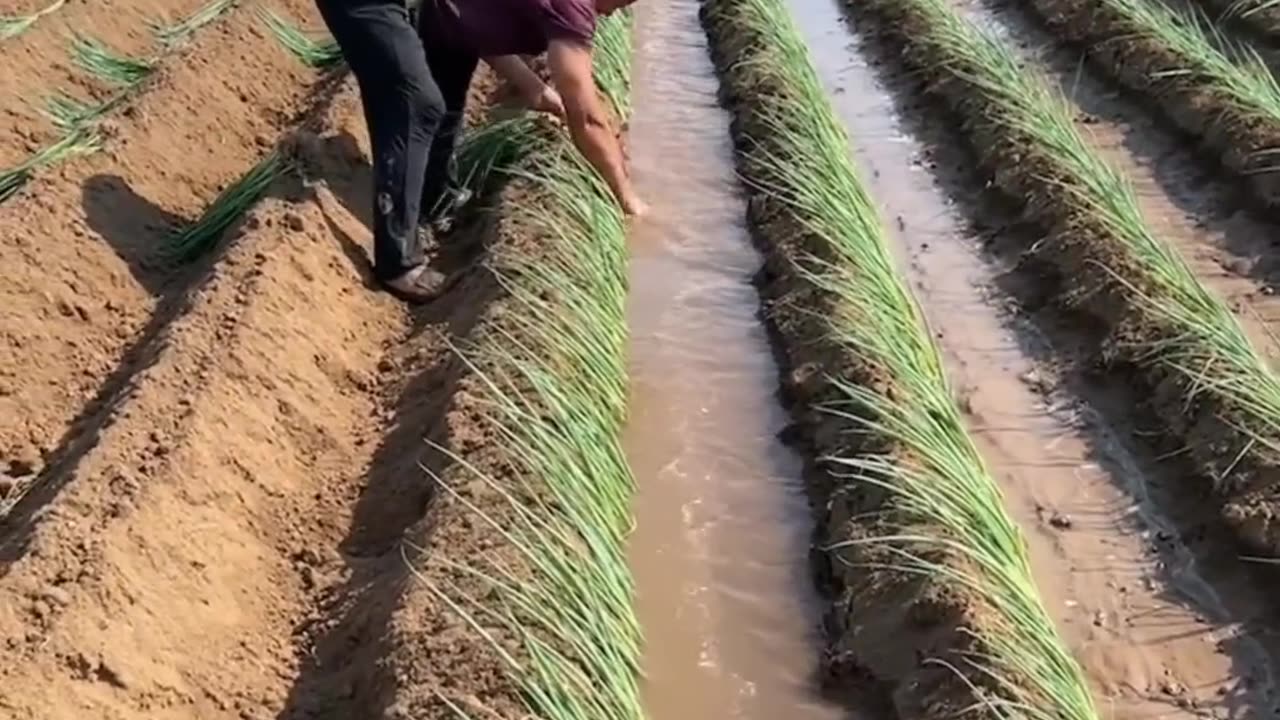 Farming