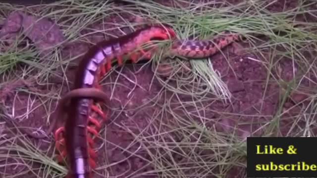 Giant Centipede vs King Cobra Fight