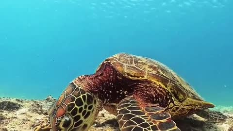 okinawan sea # miyako island turtles