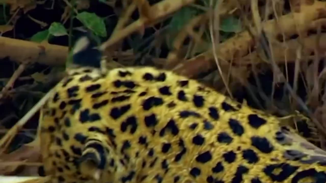 Jaguar