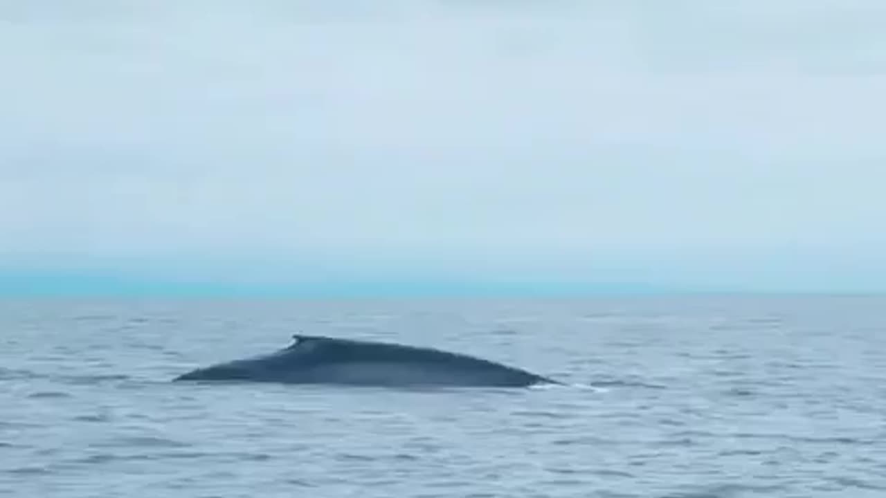 Jaw-Dropping Encounter: Giant Whale Captured on Camera