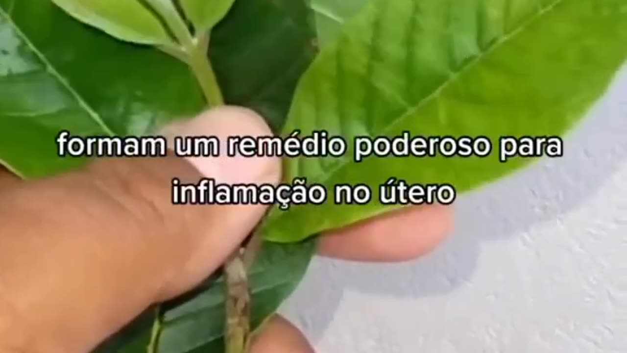 Chá da folha de hortelã da folha grossa e folha da goiabeira pra útero, miomas, cistos