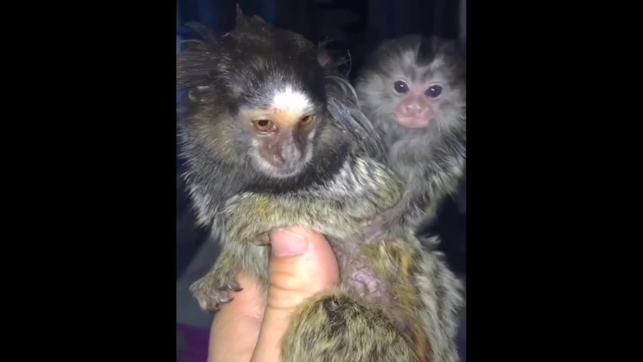 FINGER MONKEY - Cute and Funny Video Of Common Marmoset Monkey 2021