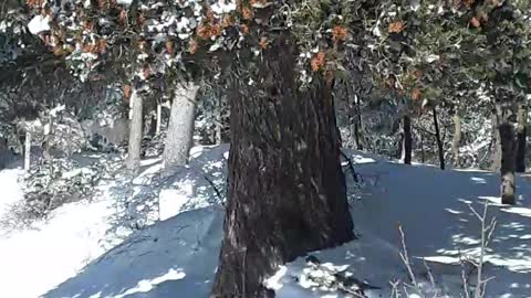 "Your God reigns!" He is my God and I trust He is your God too. 1/26/23 NM